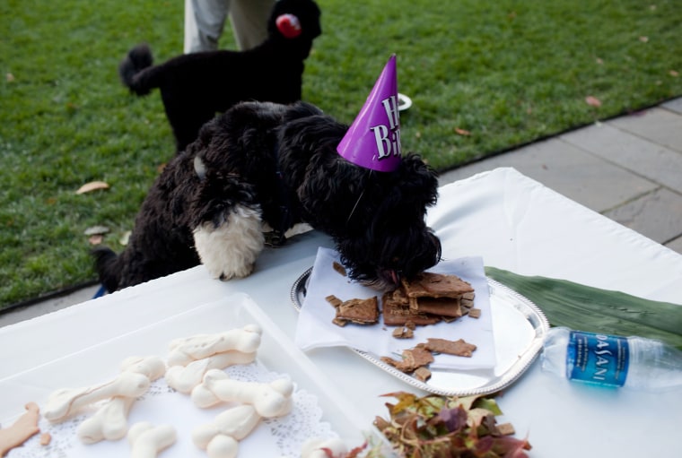 Birthday Party For Obama Family Dog Bo